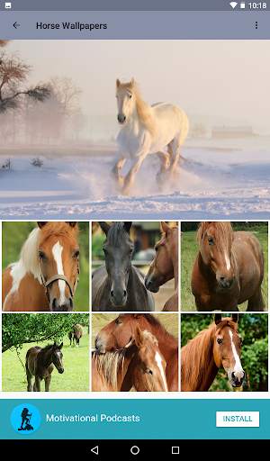 Beautiful Horse Wallpapers 3 تصوير الشاشة