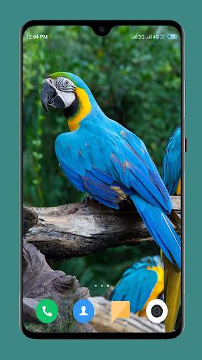 Parrot Wallpapers 4K screenshot 16
