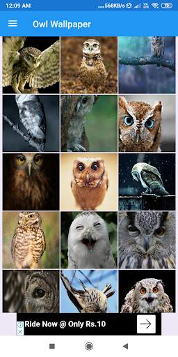 Owl Wallpaper: HD images, Free Pics download screenshot 4