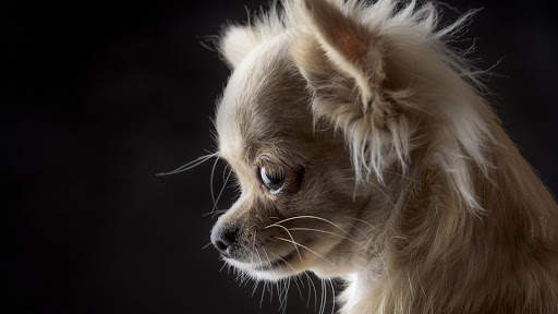 Chihuahua Wallpaper HD & 4k Backgrounds screenshot 10