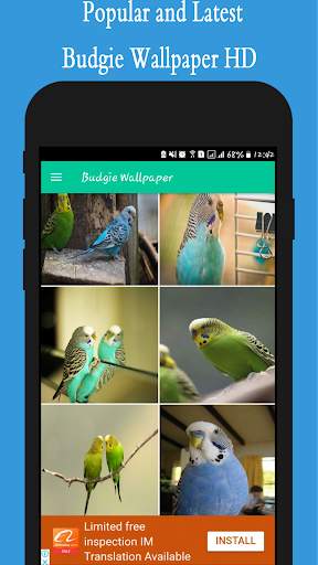 Budgie Wallpapers screenshot 1