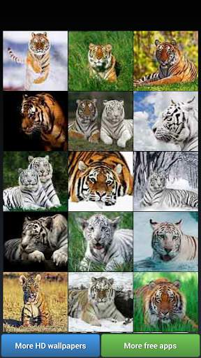 Big Cats HD Wallpapers screenshot 1