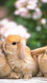 Rabbits Wallpapers screenshot 7