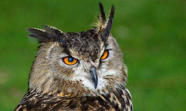 Owl Wallpapers screenshot 2