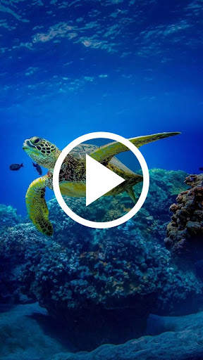 Animal Video Wallpaper screenshot 6