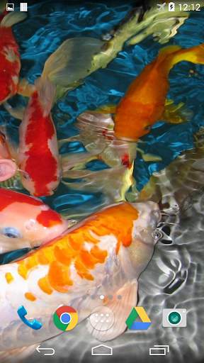 Koi Live Wallpaper screenshot 1