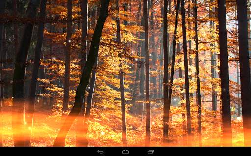 Foresta sfondo screenshot 13