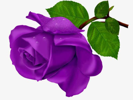 Wonderful Flowers Roses images Gif screenshot 23
