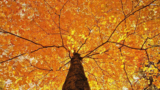 Autumn Wallpapers | hd backgrounds screenshot 23