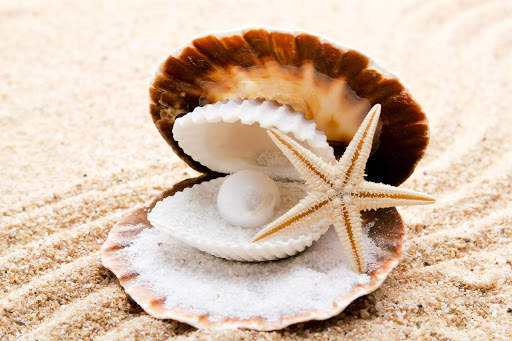 Seashells Live Wallpaper (Backgrounds) screenshot 4
