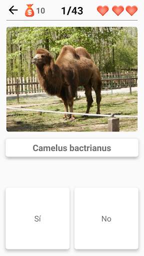 Mamíferos - ¡Aprende todos los animales en Quiz! screenshot 8