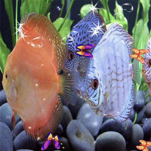 Discus Aquarium Live Wallpaper 203.GG