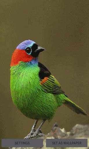 Colorful Bird Live Wallpaper screenshot 1