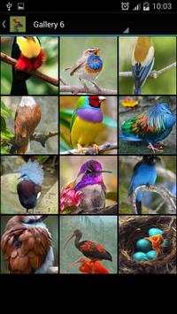 Bird Ideas screenshot 7