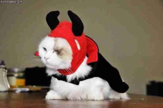 Funny Cats in Costume screenshot 5