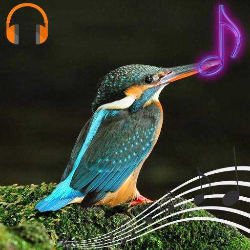 Birds Sounds and Ringtones 1.0