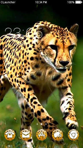 Wild Cheetah  Animal Theme HD screenshot 1