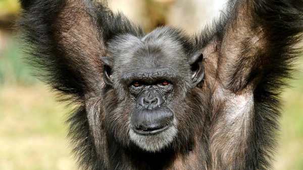 Funny chimpanzee screenshot 3