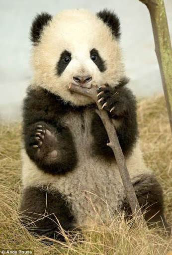 Panda Wallpaper - Cute Panda Wallpapers 🐼 screenshot 20