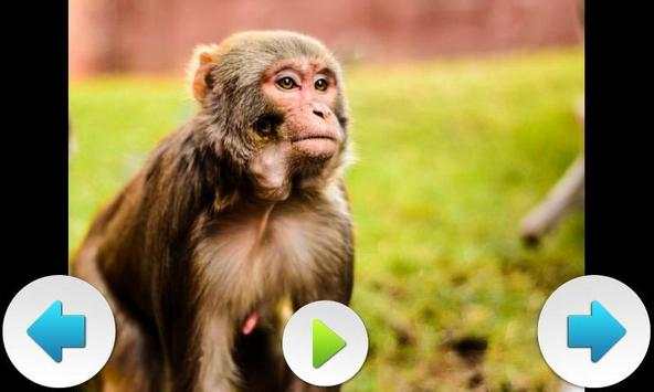 Best Funny Animals Sounds screenshot 9