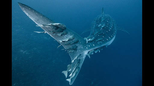 Whale Shark. Wallpapers screenshot 1