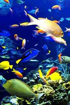 Fish Wallpaper screenshot 5