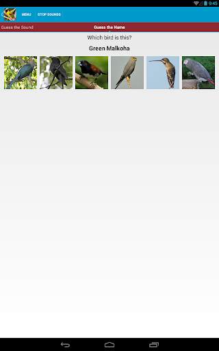 African Birds Sounds Free screenshot 22