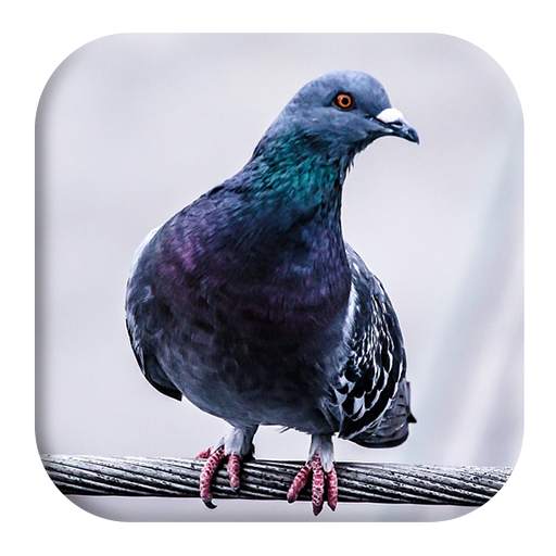Pigeon Sounds 1.2