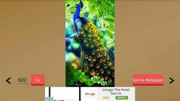 1000  Birds Wallpapers screenshot 14