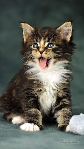 Cat Live Wallpaper screenshot 8