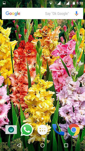 Gladiolus Flower HD Wallpaper screenshot 4
