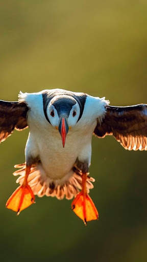 Atlantic Puffin Bird Wallpapers HD screenshot 7