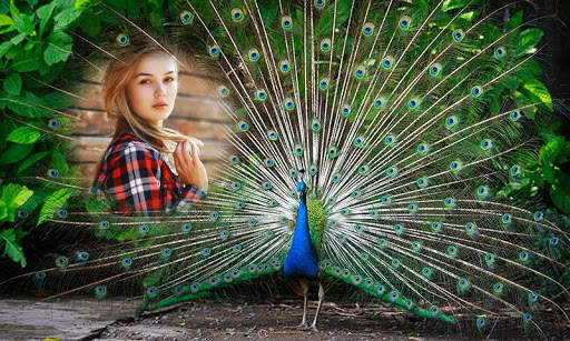 Peacock Photo Frames 4 تصوير الشاشة