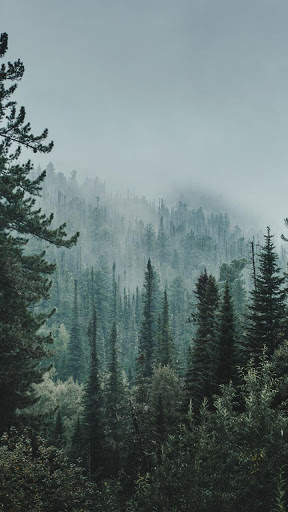 Dark Forest HD Wallpapers screenshot 4