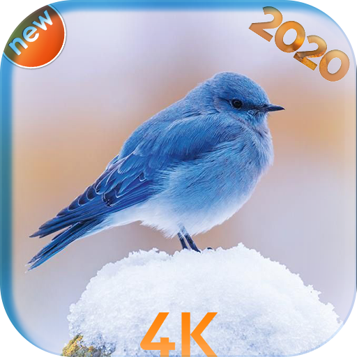 Bird wallpaper HD 2020 icon