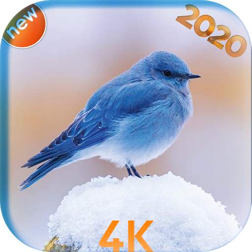 Bird wallpaper HD 2020 1.0