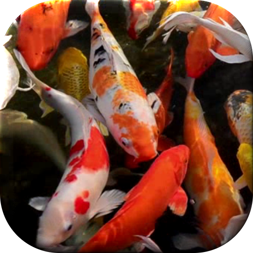 Koi Live Wallpaper icon