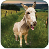 Talking Donkey أيقونة