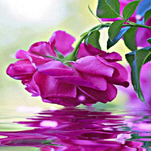 Purple Rose Swining LWP 3