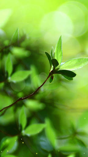 Spring Buds Live Wallpaper screenshot 1