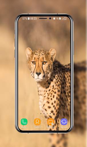 New Cheetah Wallpapers screenshot 12
