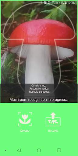 Mushrooms app screenshot 3