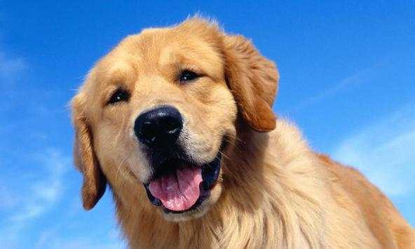 Retriever Wallpapers screenshot 1