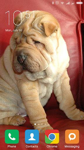 Shar Pei Wallpapers screenshot 7