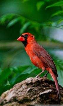 Birds LiveWallpaper screenshot 3