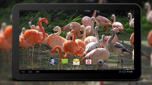 4K Flamingo Video Live Wallpapers screenshot 6