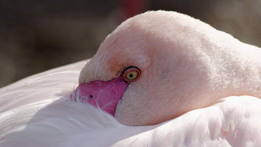 Flamingo. Birds Wallpapers скриншот 4