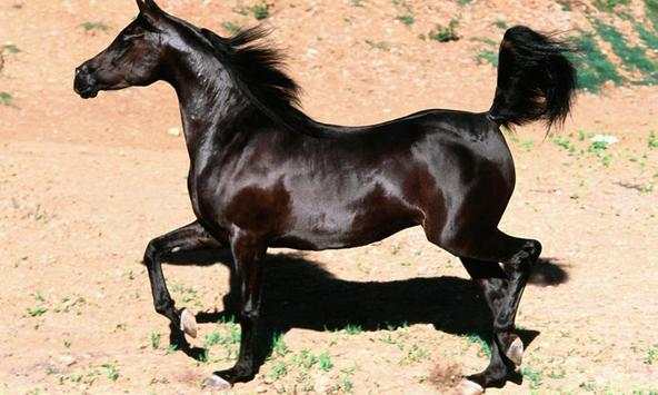 Black horse wallpapers screenshot 1