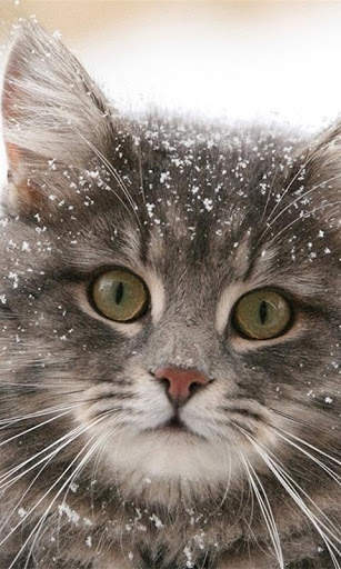 Snow Cats Live Wallpaper screenshot 5