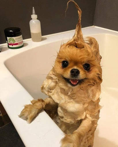 Funny Animal TikTok Video HD screenshot 4